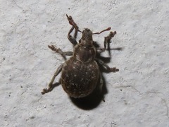 Philopedon plagiatum