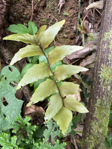 Adiantum petiolatum observed 2026-07-30