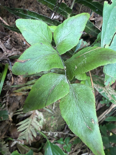 Adiantum petiolatum observed 2026-07-30