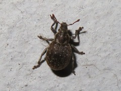 Philopedon plagiatum