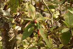 Cnicothamnus lorentzii, photograph (c) Tomás Carranza Perales, some rights reserved (CC BY)