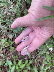 Pediomelum digitatum