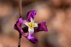 Matthiola longipetala
