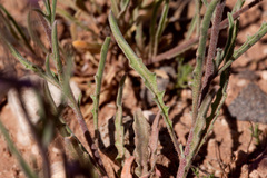 Matthiola longipetala