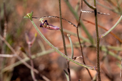 Matthiola longipetala