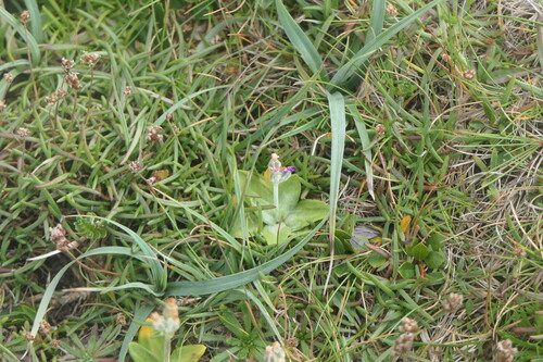 Primula scotica, photograph 4