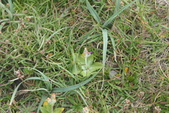 (c) Pete Bradshaw, some rights reserved (CC BY) Primula scotica, photograph (c) Pete Bradshaw, some rights reserved (CC BY)