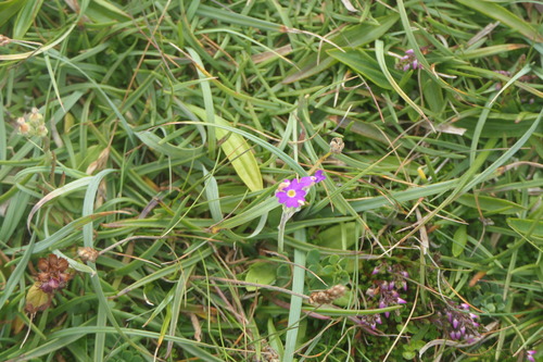 Primula scotica, photograph 2