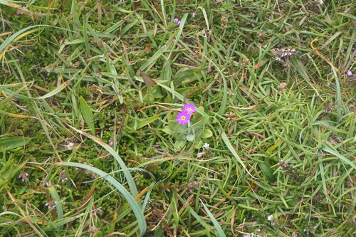 Primula scotica, photograph 3