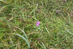(c) Pete Bradshaw, some rights reserved (CC BY) Primula scotica, photograph (c) Pete Bradshaw, some rights reserved (CC BY)