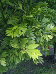 Cynometra cauliflora