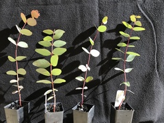 Eucalyptus mannifera praecox