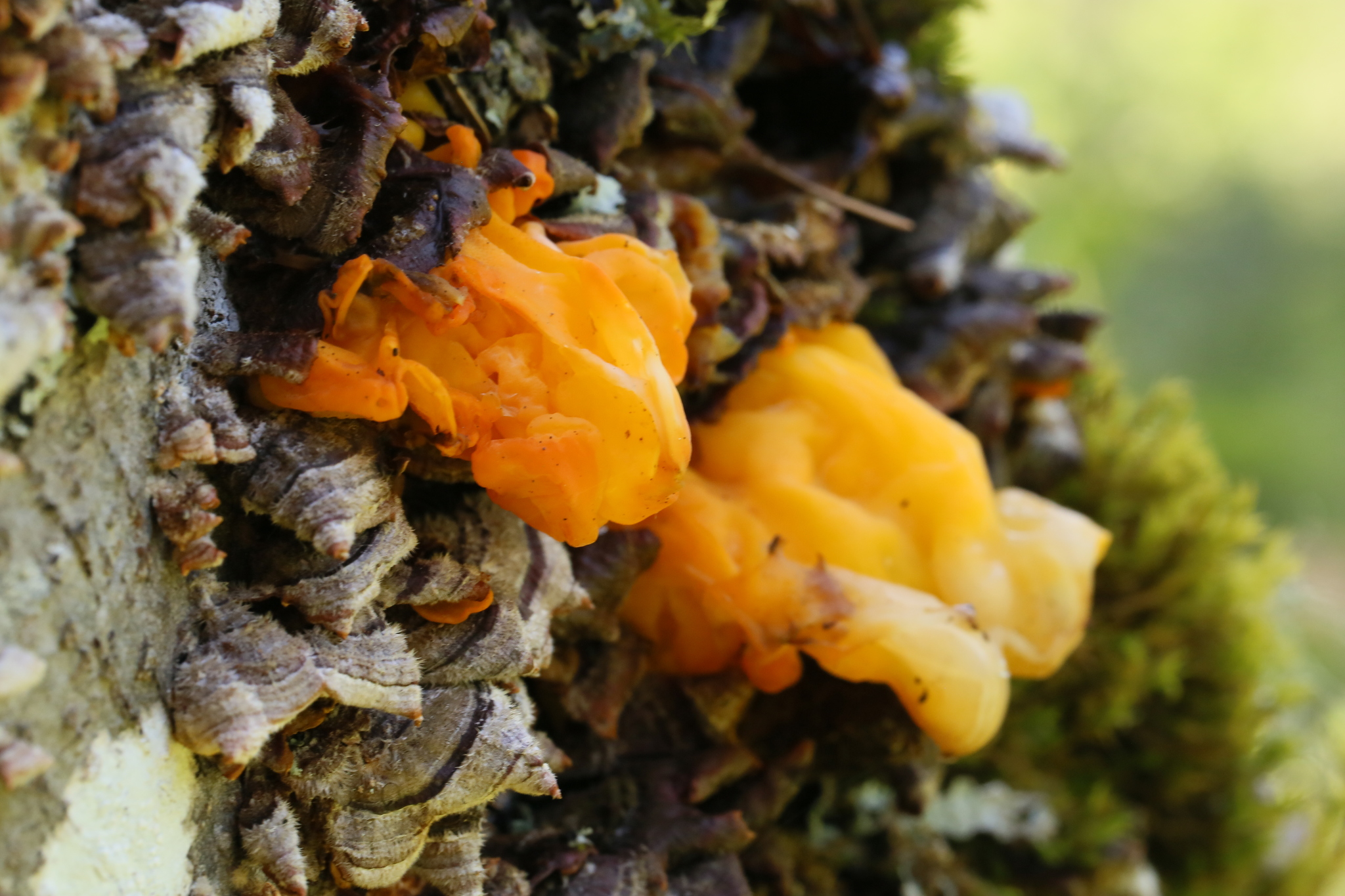 Tremella aurantia image
