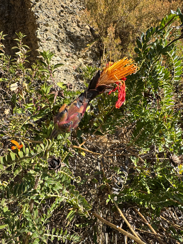 Mutisia acuminata, photograph 5