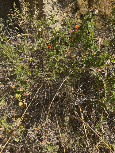 Mutisia acuminata, photograph 6