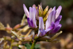 Astragalus lentiginosus wilsonii