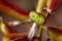 Astragalus lentiginosus wilsonii