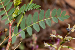 Astragalus lentiginosus wilsonii