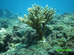 Acropora cervicornis