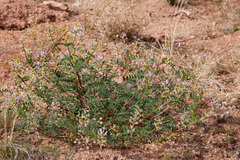Astragalus lentiginosus wilsonii