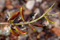 Astragalus lentiginosus wilsonii