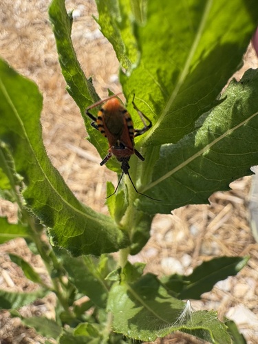 Rhynocoris erythropus