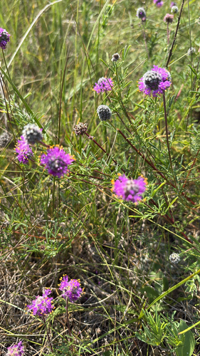 purple prairie clover