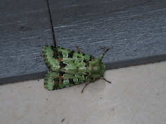 Diphtherocome pulchra