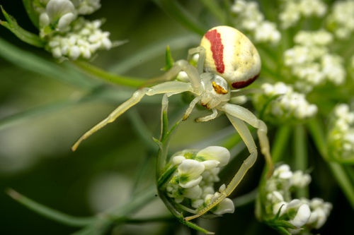 Goldenrod Crab Spider