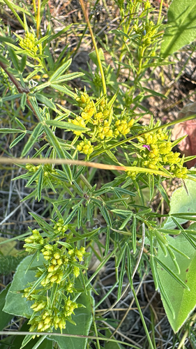 Broom Snakeweed