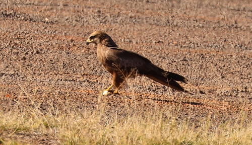 Fork-tailed Kite