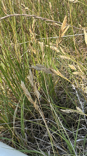 Saltgrass