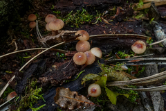 Mycena mariae