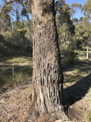 Eucalyptus radiata radiata