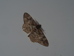 Alcis admissaria