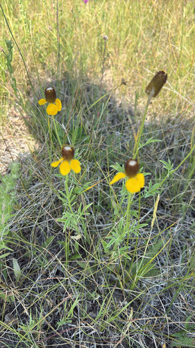 upright prairie coneflower