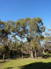 Eucalyptus radiata radiata