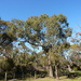Eucalyptus radiata radiata - Photo (c) Dean Nicolle,  זכויות יוצרים חלקיות (CC BY-NC), הועלה על ידי Dean Nicolle