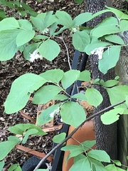 Styracaceae