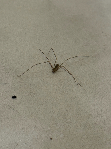 Long-bodied Cellar Spider