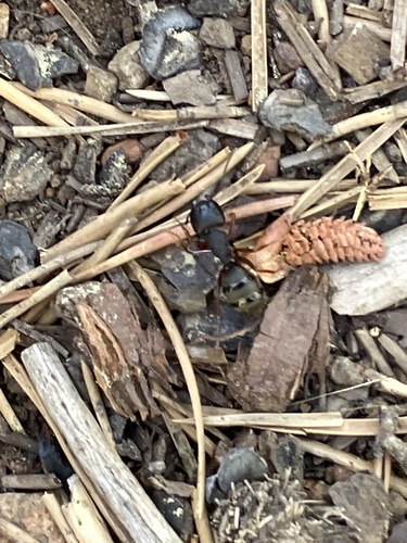 iNaturalist observation photo of Western Black Carpenter Ant