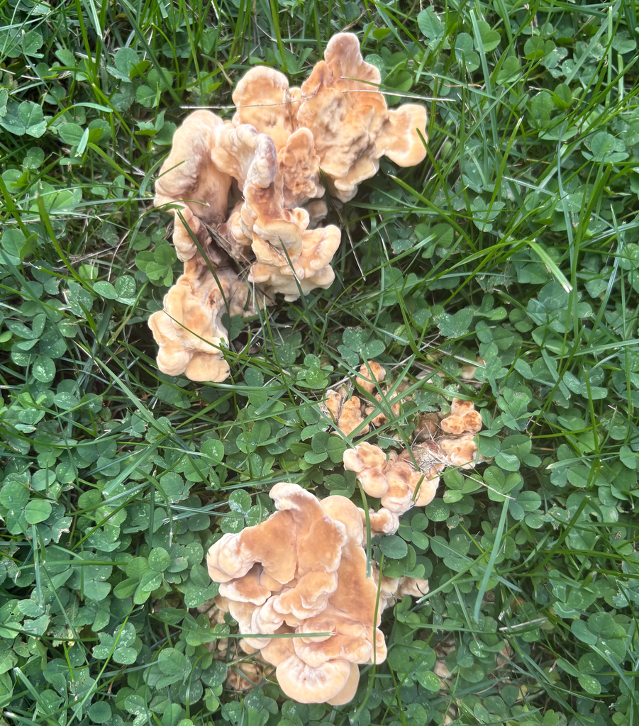 Black-staining Polypore · July 2026 · photo: Photo: (c) eml23, some rights reserved (CC BY) · iNaturalist