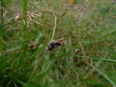 Epeoloides coecutiens