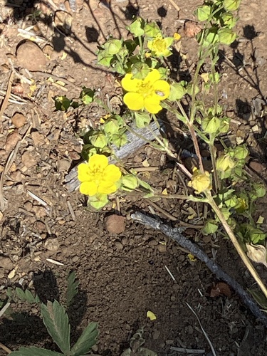 iNaturalist observation photo of slender cinquefoil