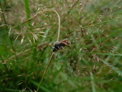 Epeoloides coecutiens