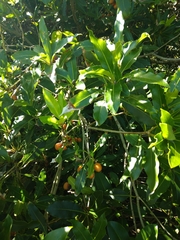Pittosporum undulatum