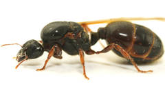 Pheidole antipodum