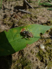 Epeoloides coecutiens