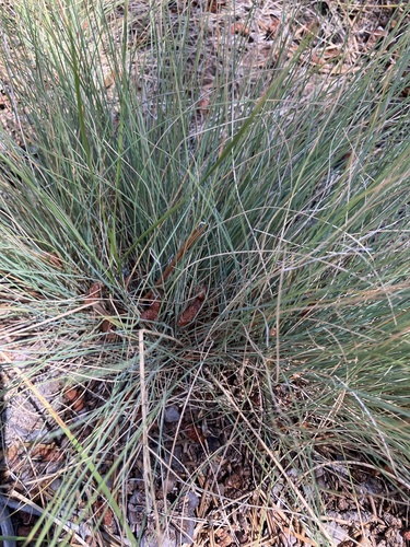 iNaturalist observation photo of Blue Fescue