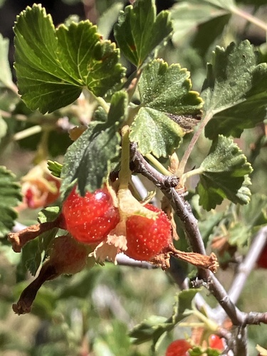 iNaturalist observation photo of wax currant